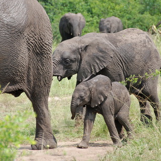 Queen Elizabeth - Elephants